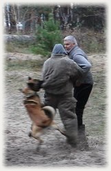 Дрессировка охранных собак в Киеве