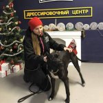 Школа для собак, обучения собак, кинолог, кинология
