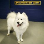 Школа для собак, обучения собак, кинолог, кинология
