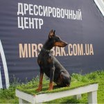 В Школе DRED осуществляется подготовка и обучение охранных собак для Вас.