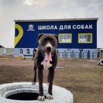 Дрессировка собак Ирпень, Буча, Ворзель, Обухов.
