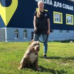 Груминг собак, стрижка любой сложности, стрижка когтей собак, экспресс линька.