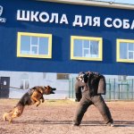 Охрана вещи, охрана ребенка, дрессировка охрана, охраняемая собака Охрана вещи, охрана ребенка, дрессировка охрана, охраняемая собака
