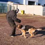Охрана вещи, охрана ребенка, дрессировка охрана, охраняемая собака Охрана вещи, охрана ребенка, дрессировка охрана, охраняемая собака