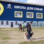 Площадка собак, занятие  с собаками, социализация собаки, кинолог.