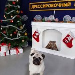 Гостиница для собака, передержка собак разных пород, комфорт для Вашей собаки.