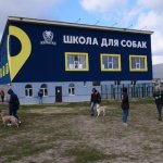 Площадка собак, занятие  с собаками, социализация собаки, кинолог.