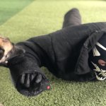 Дрессировка щенка 2 месяца охрана Воспитание охранной собаки Киев