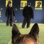 Собака сопровождения охрана подготовка Дрессировка собак на охрану Киев и область