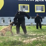 кавказская овчарка, дрессировка щенка охрана Подготовка собак для охраны