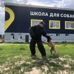 Воспитание и дрессировка охранных собак ротвейлер дрессировка щенка киев охрана