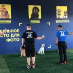 Дрессировка собак - спортзал для собак