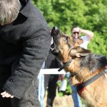 Работа по прикладной дрессировки в Болгарии 2015 Дрессировочный центр Дред на работе по прикладной дрессировке в Болгарии
