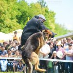 Работа по прикладной дрессировки в Болгарии 2015 Дрессировочный центр Дред на работе по прикладной дрессировке в Болгарии