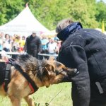 Работа по прикладной дрессировки в Болгарии 2015 Дрессировочный центр Дред на работе по прикладной дрессировке в Болгарии