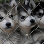 Купить щенка недорого любой породы