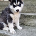 Щенки хаски продажа киев