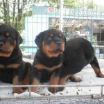 Купить щенка ротвейлера