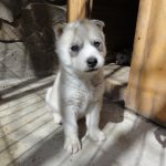 Купить щенка недорого любой породы